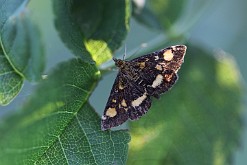 Omacnica złotowianka ( Pyrausta aurata )