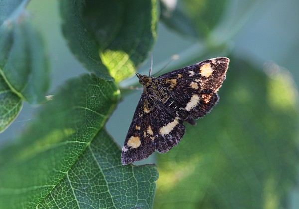 Omacnica złotowianka Pyrausta aurata