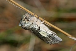 Przestrożnica żółtorożka [Achlya flavicornis]