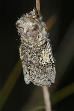 Przestrożnica żółtorożka [Achlya flavicornis]