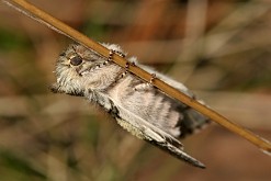 Przestrożnica żółtorożka [Achlya flavicornis]