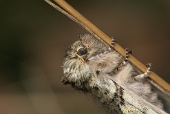 Przestrożnica żółtorożka [Achlya flavicornis]