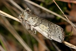 Przestrożnica żółtorożka [Achlya flavicornis]