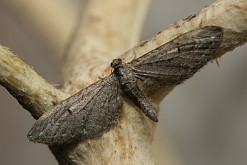 Grotnik nierysek [Eupithecia innotata]