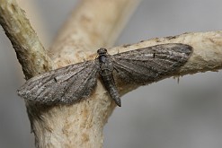 Grotnik nierysek [Eupithecia innotata]