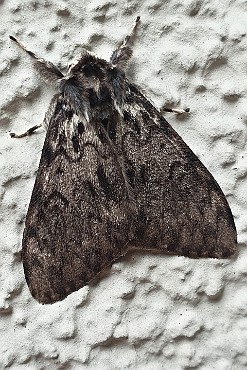 Brudnica mniszka [Lymantria monacha] - motyl zaobserwowany w Bydgoszczy na Wyspie Młyńskiej
