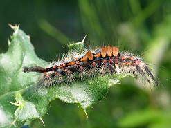 Znamionówka starka [Orgyia antiqua]