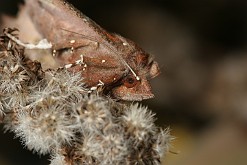Szczerbówka ksieni [Scoliopteryx libatrix]