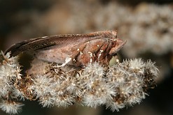 Szczerbówka ksieni [Scoliopteryx libatrix]