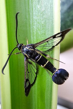 Przeziernik porzeczkowiec Synanthedon tipuliformis