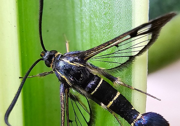 Przeziernik porzeczkowiec Synanthedon tipuliformis