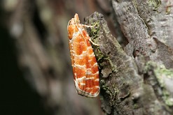 Zwójka sosnóweczka [Rhyacionia buoliana]