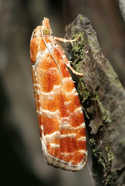 Zwójka sosnóweczka [Rhyacionia buoliana]