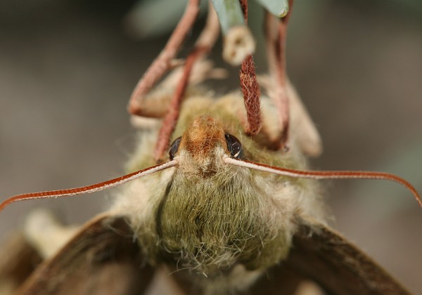 Motyle wybrane - makrofotografia
